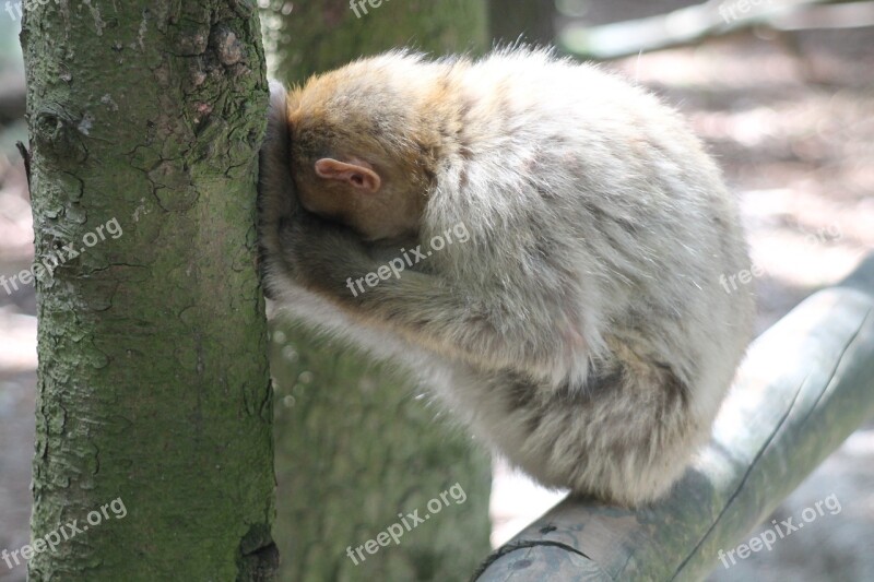 Monkey Forest äffchen Animal World Free Photos