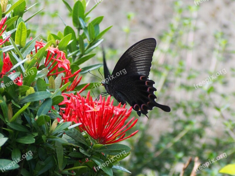 Papilio Taking Nectar Free Photos