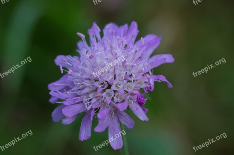 Pincushion Flower Skabiosenblüte Blossom Bloom Meadow