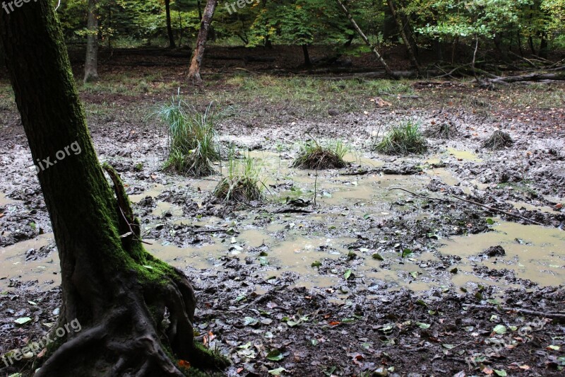 Mud Pit Forest Pools Mud Free Photos