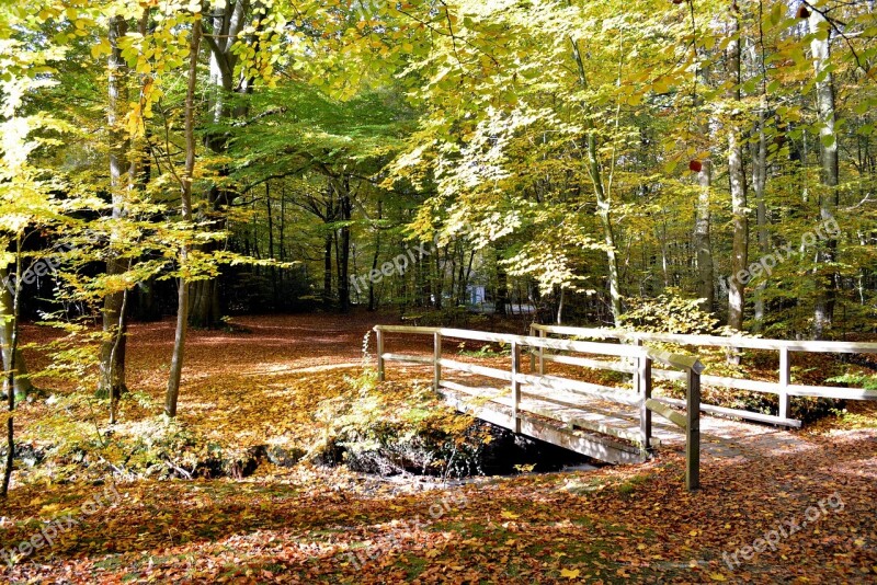 Forest Leaves Autumn Bridge Moss