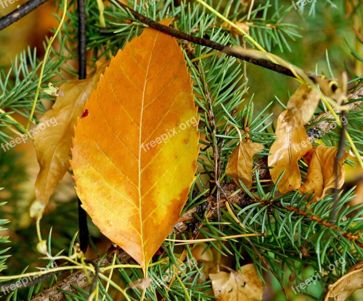 Autumn Leaves Tree Autumn Leaf Yellow Leaves