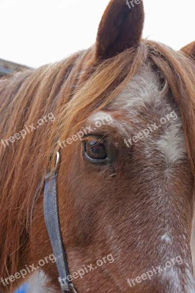 Horse Horse Head Eye Pferdeportrait Nature