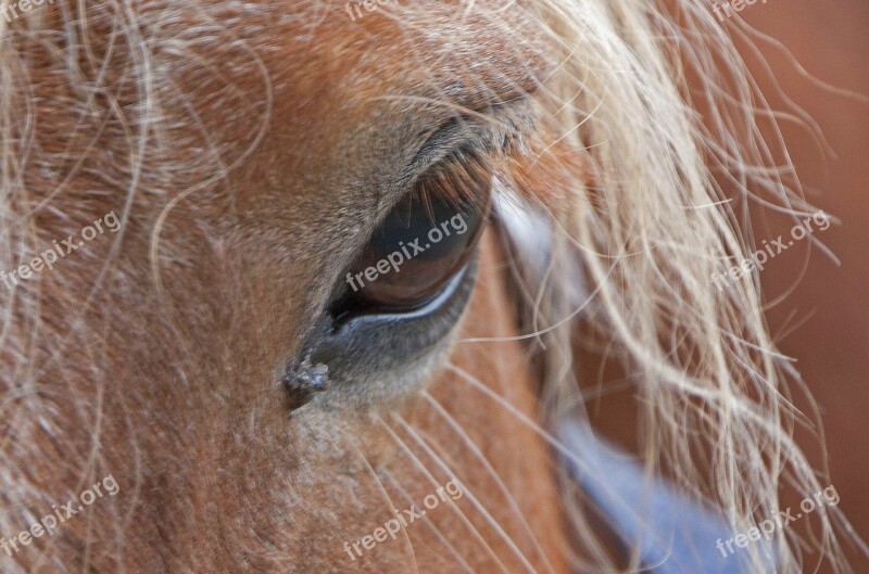 Horse Horse Head Eye Pferdeportrait Nature