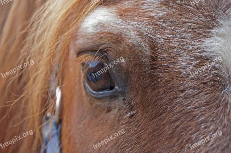 Horse Horse Head Eye Pferdeportrait Nature