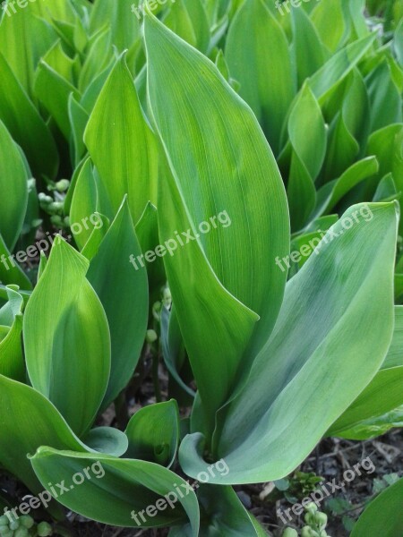 Lily Of The Valley Green Plant Leaves Spring