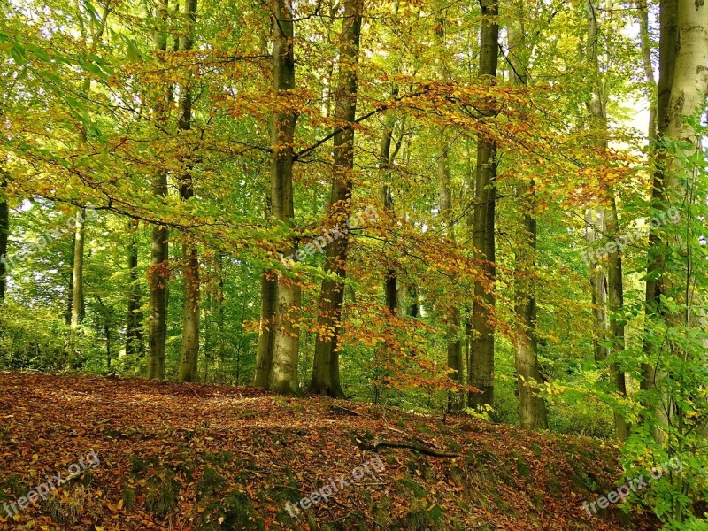 Forest Autumn Leaves Autumn Forest Nature