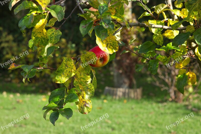 Apple Harvest Forget Last Autumn