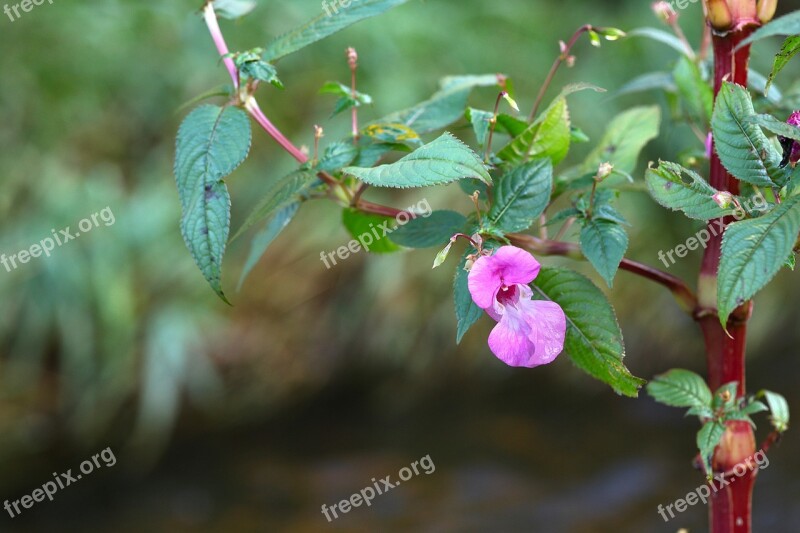 Autumn Blossom Bloom Pink Nature