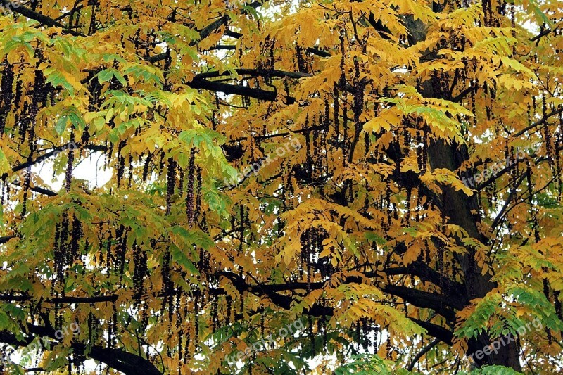 Tree Autumn Leaves Golden Autumn Autumn Colours