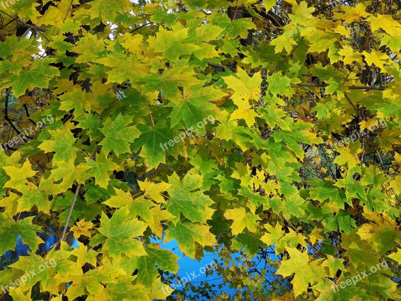 Autumn Time Of Year Forest Colors Nature