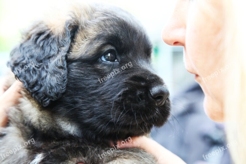 Dog Puppy Animal Pet Leonberger