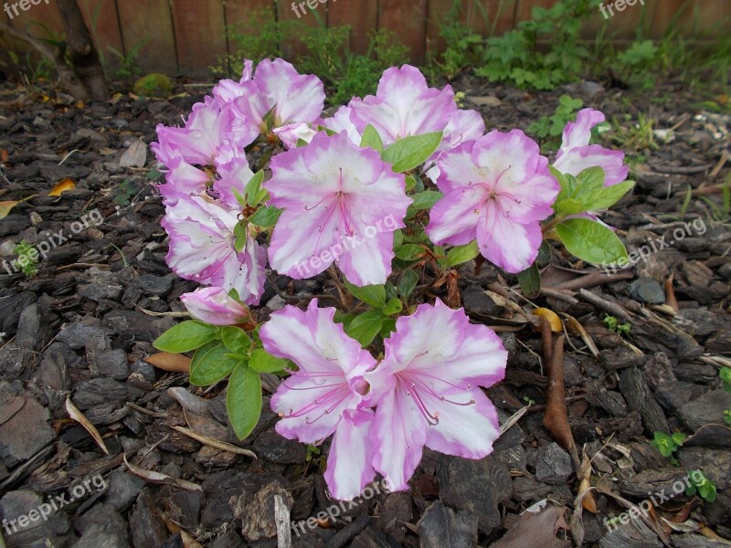 Azalea Spring Flowers Pink Flower April