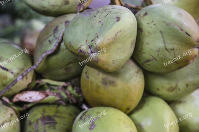 Coconuts Bunch Fruit Summer Beach