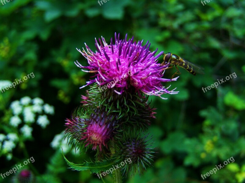 Thistle Flower Ass Weed Pink-purple Flowers Free Photos