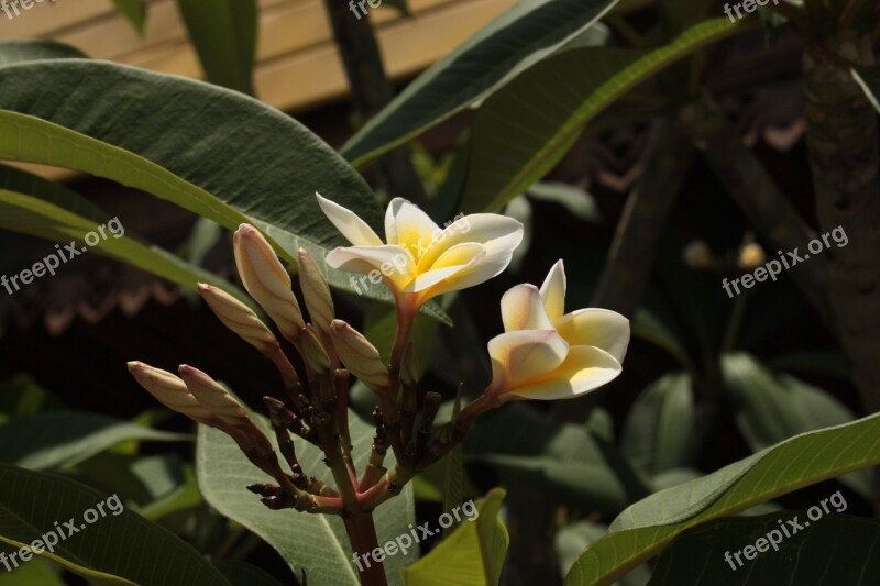 Temple Bloom Flower Nature Asia White