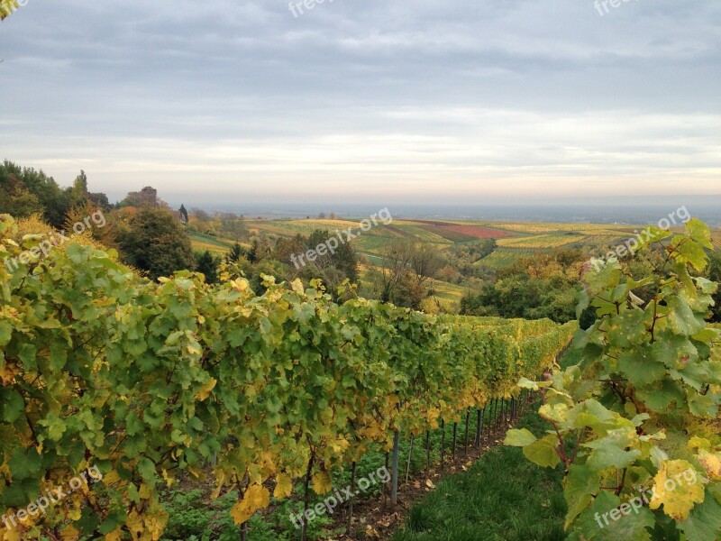 Vineyard Vine Leaves Flat Autumn Vine