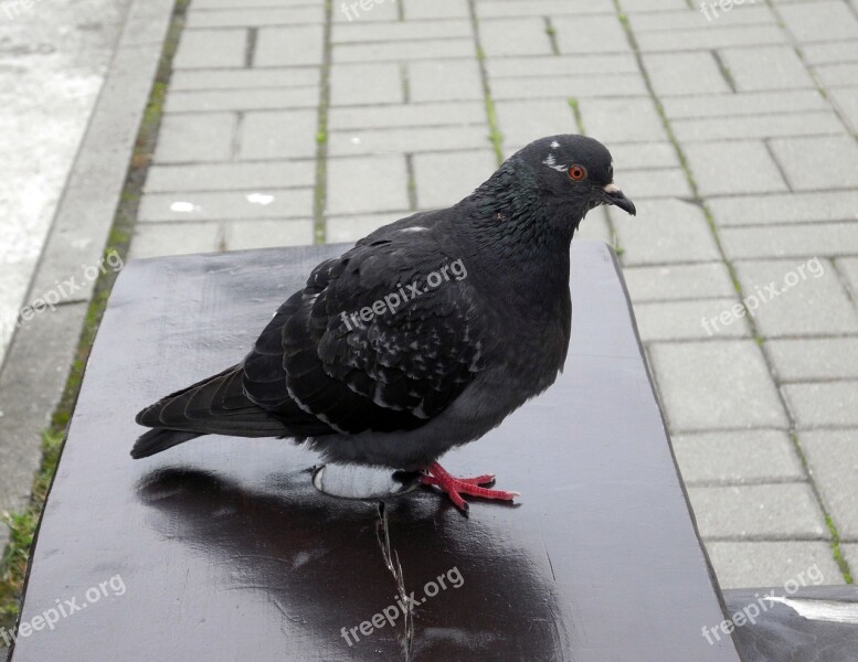 Birds Dove Bird Feathered Race Free Photos