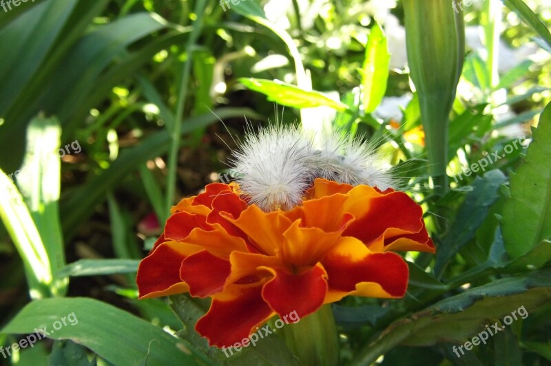 Caterpillar Flower Orange White Fuzzy