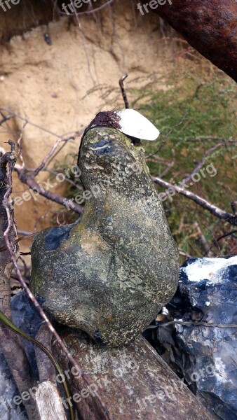 Stone Bird Beach Art Creativity