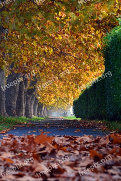 Autumn Trees Walk Deciduous Holidays