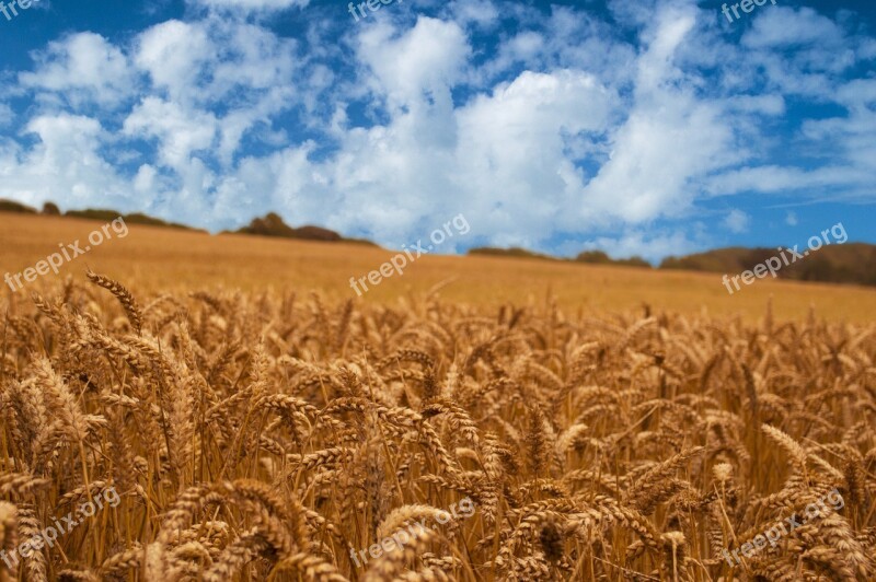 Corn Field Corn Field Nature Agriculture