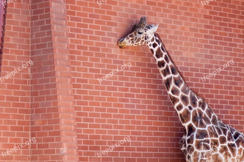 Giraffe Brick Wall Animal Zoo