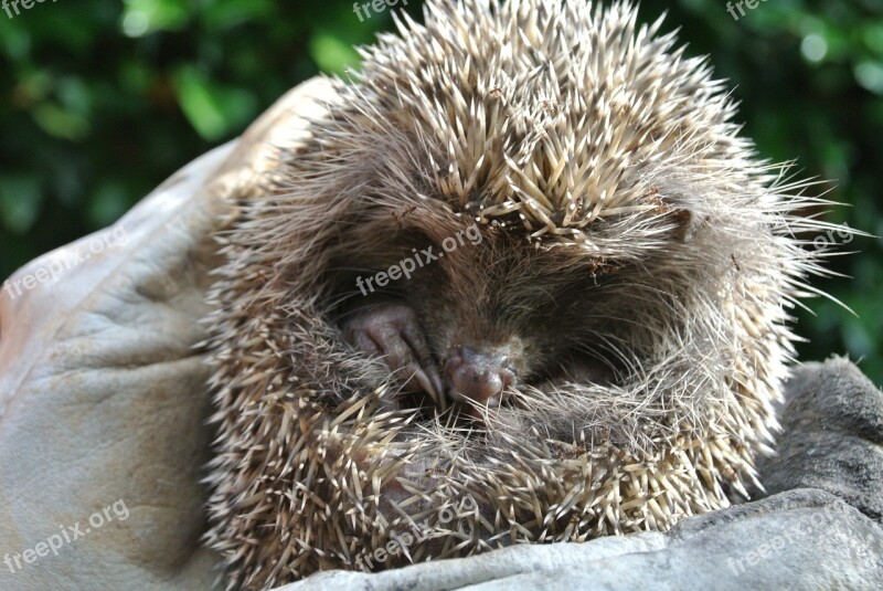 Nature Animal Hedgehog Garden Wild Animals