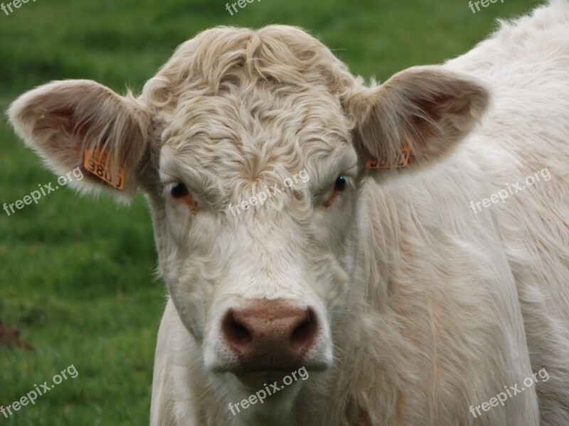 Calf Cattle Animals Free Photos