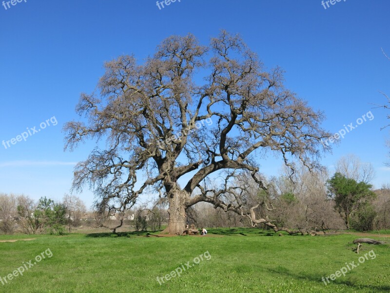 Oak Tree Nature Green Landscape