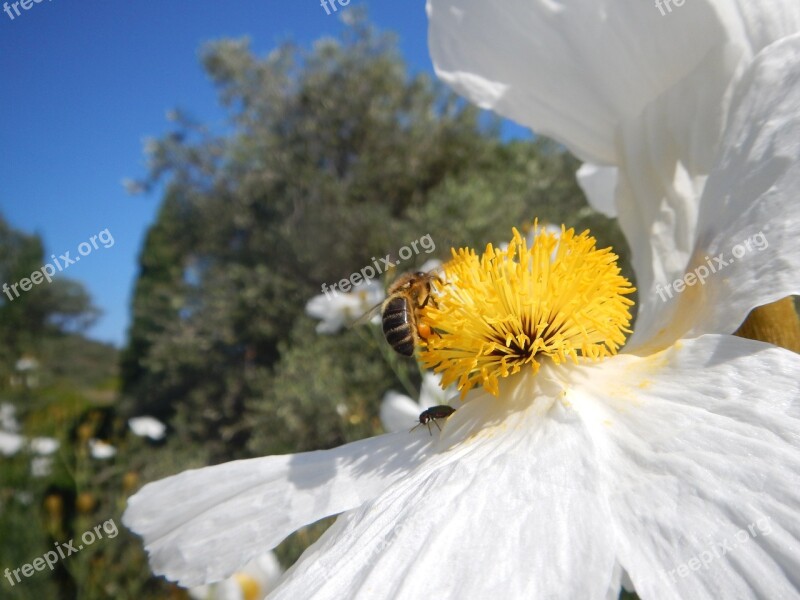 Bee Flower Nectar Pollen Corsica