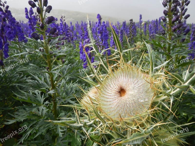 Flower Thistle Pyrenees Spines Nature