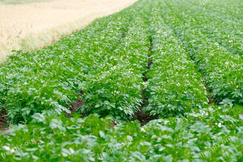 Agriculture Field Potato Fields Nature