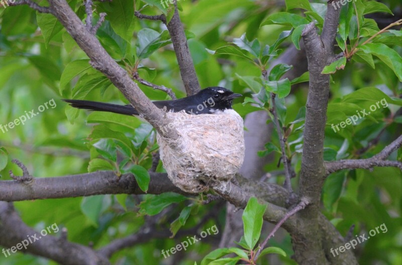 Bird Nest Bird Nest Nature Spring