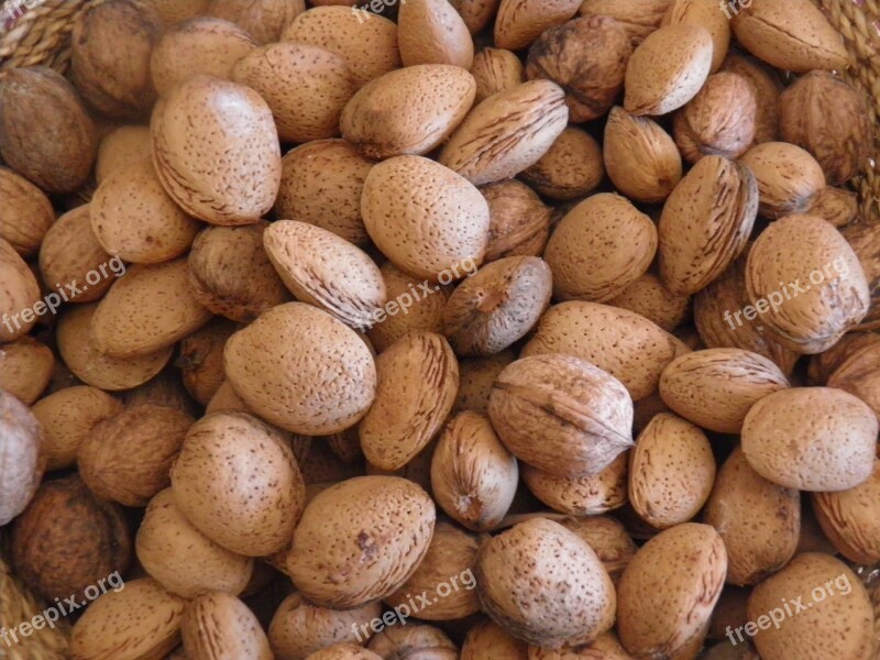 Almonds Harvest Nuts Food Healthy