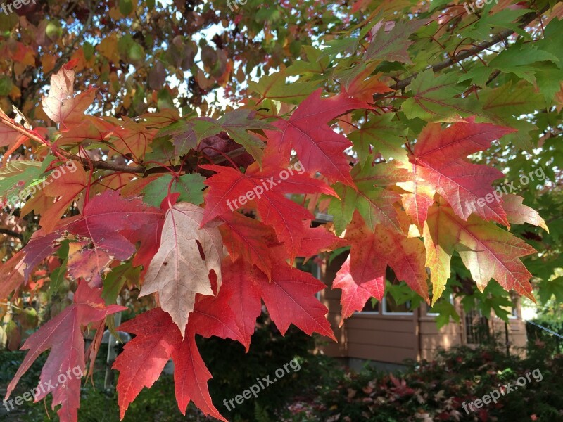 Autumn Autumn Leaves Red Fall Leaves Background Fall Background