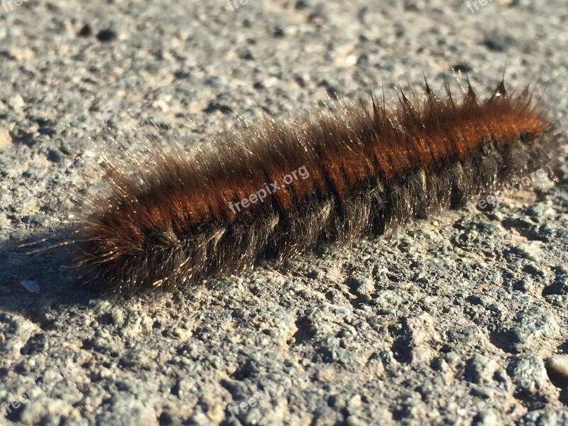 Caterpillar Animal Hairy Close Up Nature