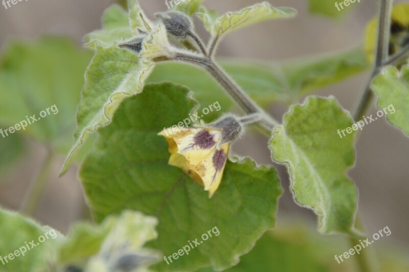 Blossom Bloom Cape Gooseberry Physalis Plant