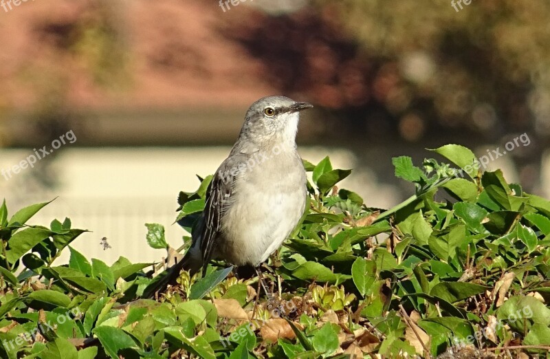 Northern Mockingbird Mimus Polyglottos Mockingbird Bird Avian