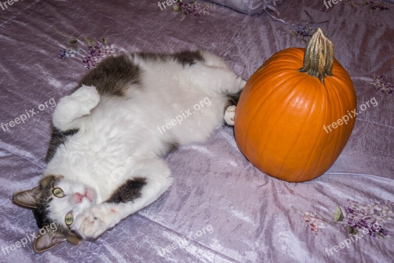 Maine Coon Cat White Pet Pumpkin