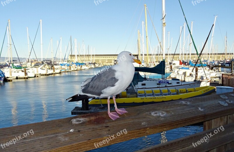 Herring Gull American Larus Smithsonianus California Seagull