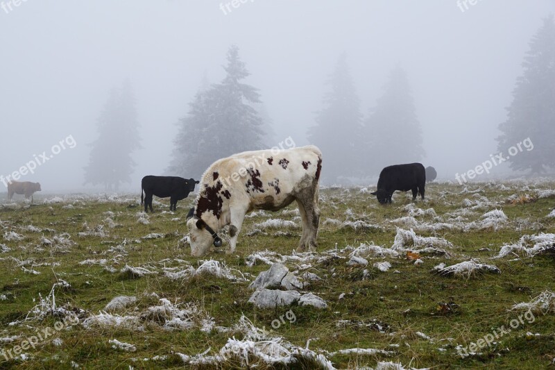 Cow Pasture Winter Creux Du Van Animals