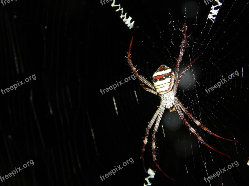 Black Spider Wave Nature Insect