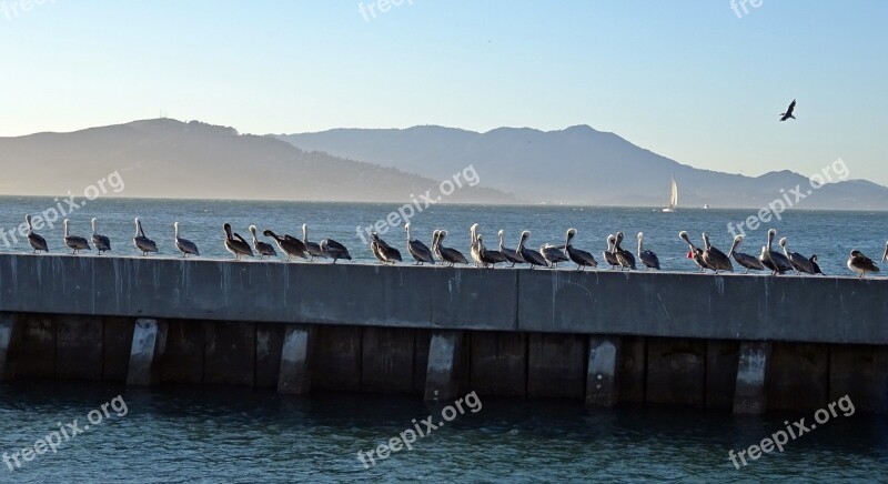 Pelican Bird Brown Pelican Pelecanus Pelecanus Occidentalis