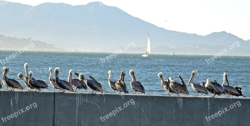 Pelican Bird Brown Pelican Pelecanus Pelecanus Occidentalis