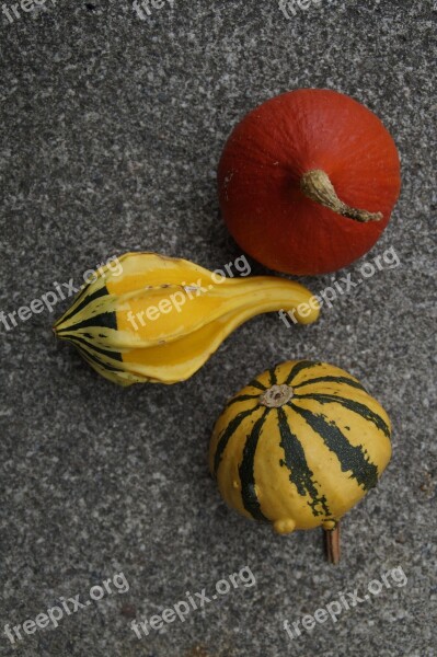 Pumpkin Gourd Deco Autumn Thanksgiving