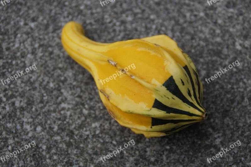 Pumpkin Gourd Deco Autumn Thanksgiving