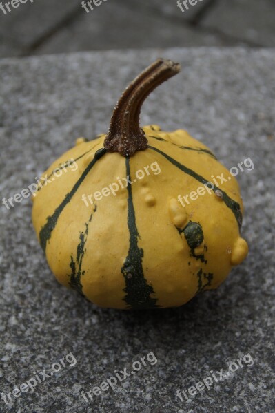 Pumpkin Gourd Deco Autumn Thanksgiving