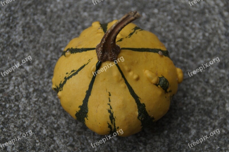 Pumpkin Gourd Deco Autumn Thanksgiving