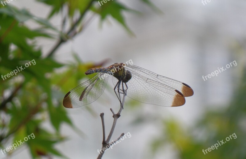 Dragonfly Insects Compound Eyes Wing Twig